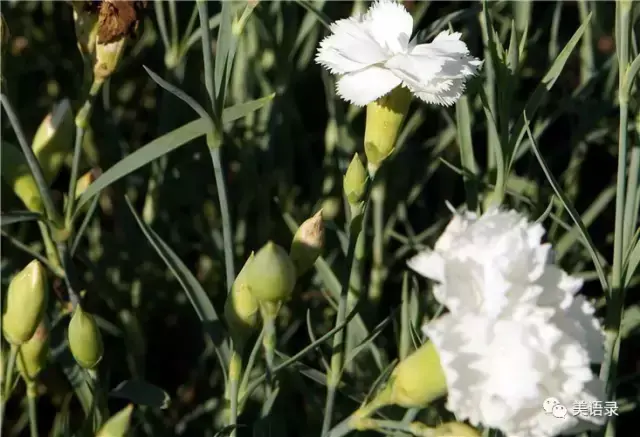 白康乃馨的花语是什么意思