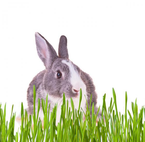 操劳一生是什么生肖