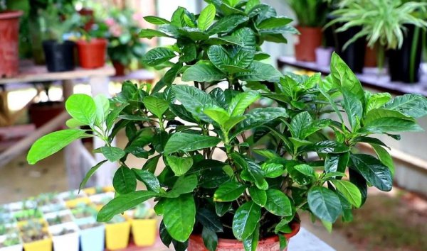 栀子花需要阳光吗