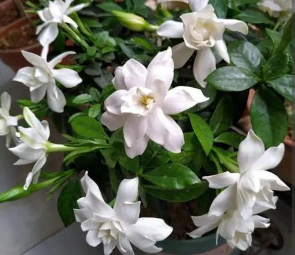 栀子花需要阳光吗