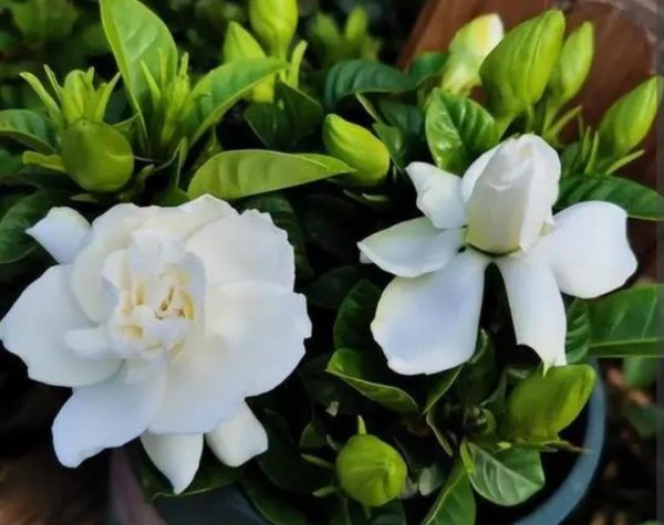 栀子花需要阳光吗