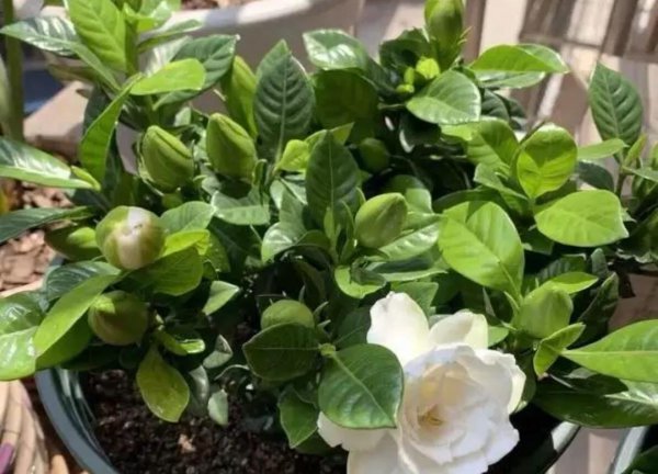 栀子花需要阳光吗