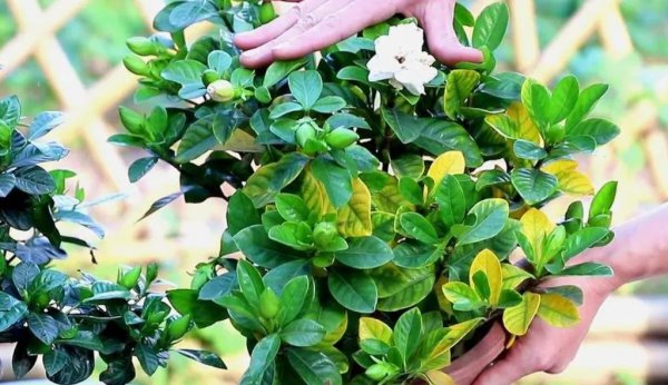 栀子花需要阳光吗