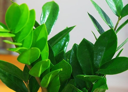 金钱树四季施肥方法