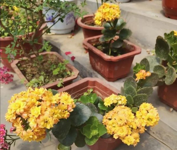 冬天怎样给长寿花浇水