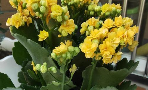 冬天怎样给长寿花浇水