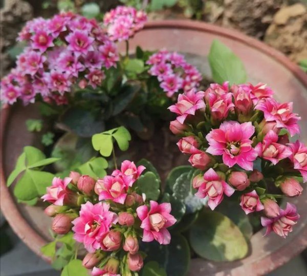 冬天怎样给长寿花浇水