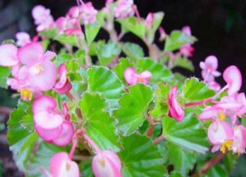 四季海棠是一年生还是多年生植物