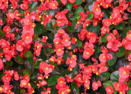 四季海棠是一年生还是多年生植物