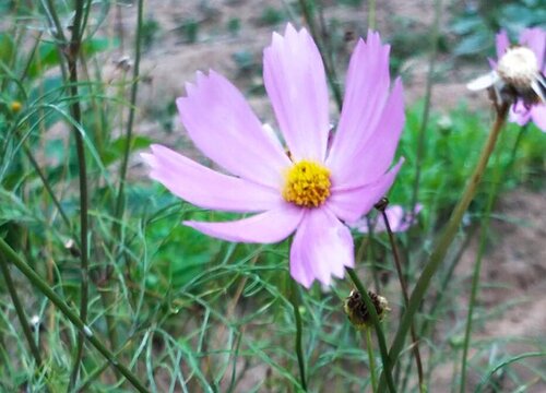 秋英花期是什么时候
