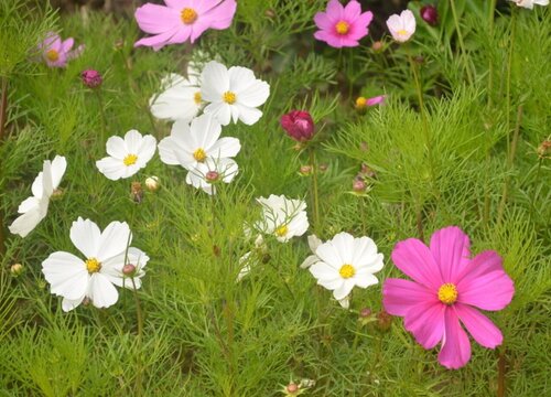 秋英花期是什么时候