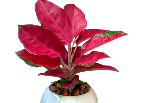 吉祥如意开花吗