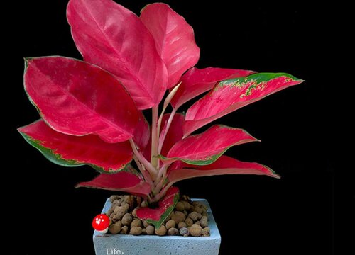 吉祥如意开花吗