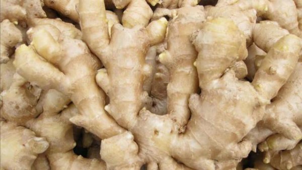 生姜能使用含氯的肥料吗