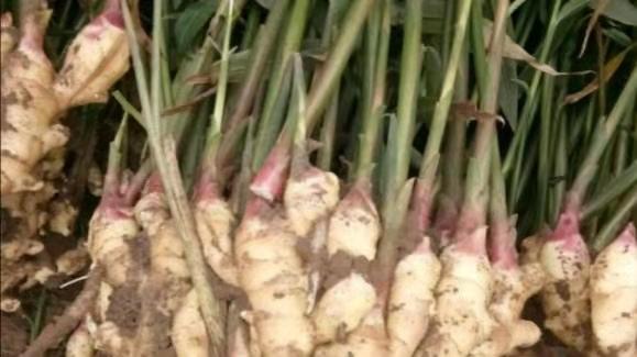 生姜能使用含氯的肥料吗