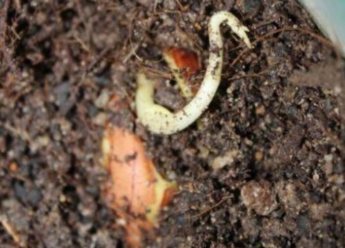 榴莲怎么发芽快