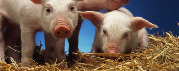 养殖场新手注意什么