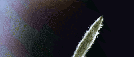 老茶白毫银针什么味道好喝