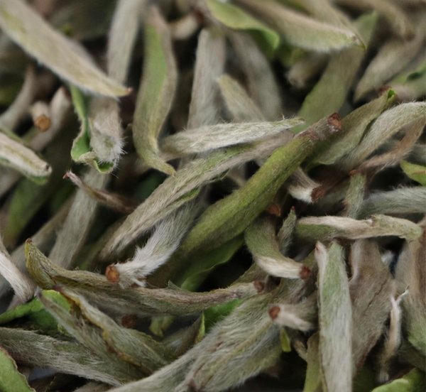 老茶白毫银针什么味道好喝