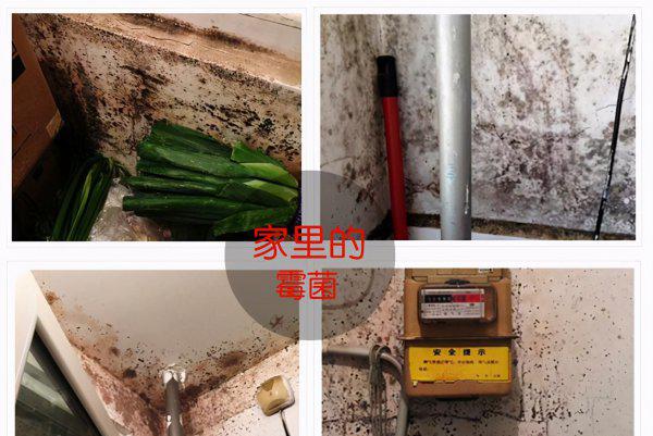 墙壁发霉怎么处理