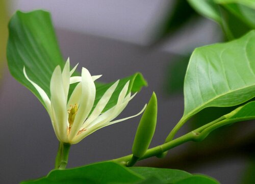 黄果兰几月份扦插最好