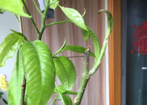 黄果兰几月份扦插最好