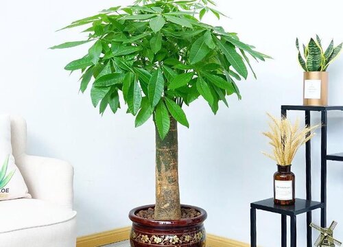 龙缸适合种什么植物