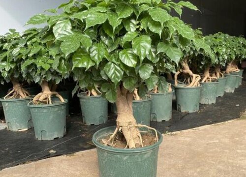 室内如何养幸福树茂盛