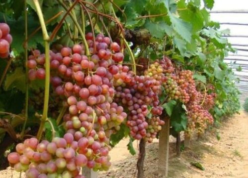 葡萄树几月份剪枝最好