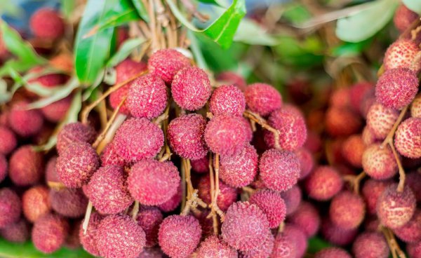 全国荔枝哪里产的最好吃又便宜