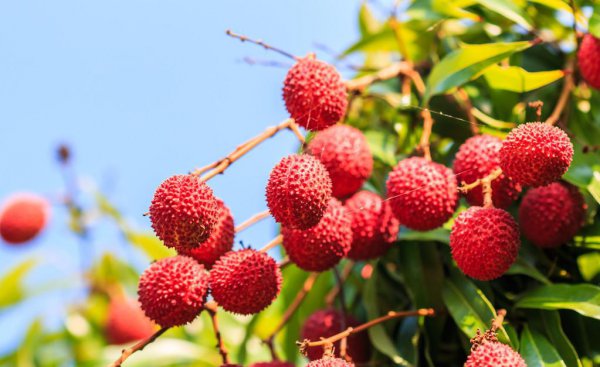 全国荔枝哪里产的最好吃又便宜