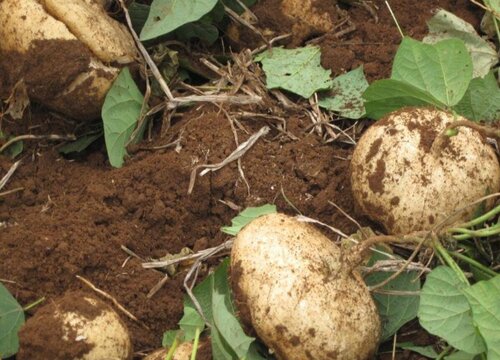 凉薯的别名叫什么名字