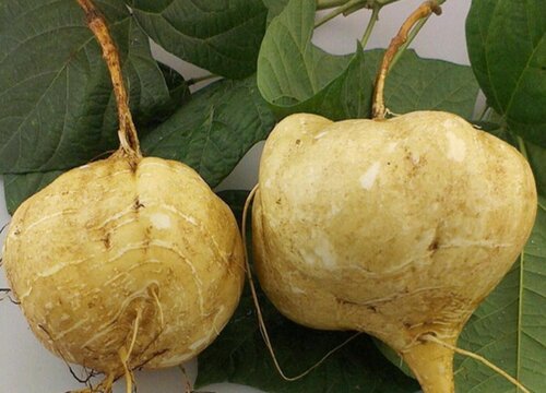 凉薯的别名叫什么名字