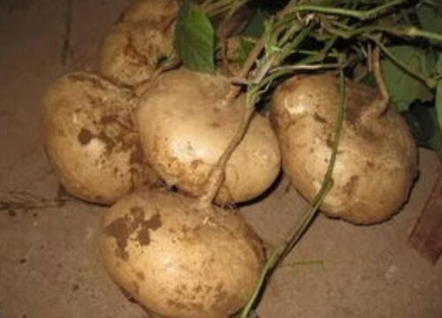 凉薯的别名叫什么名字