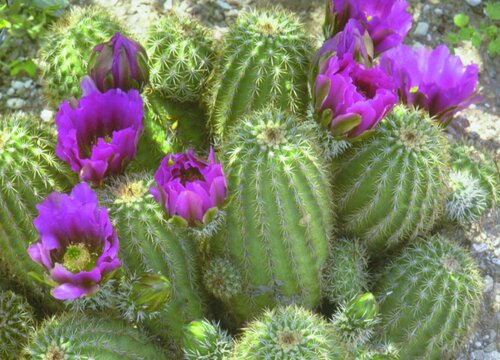 入夏后养护仙人掌需要把握的细节问题