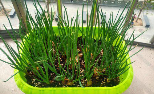 怎样栽葱才能长得快