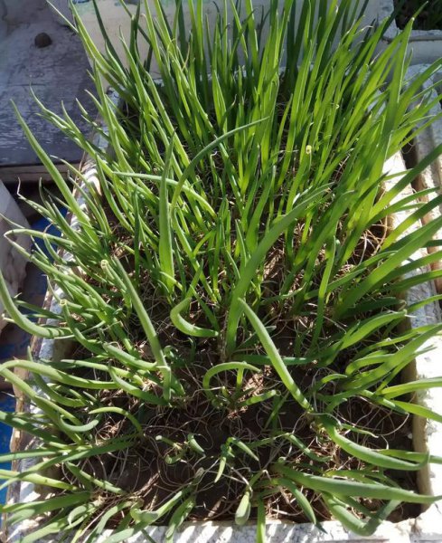 怎样栽葱才能长得快