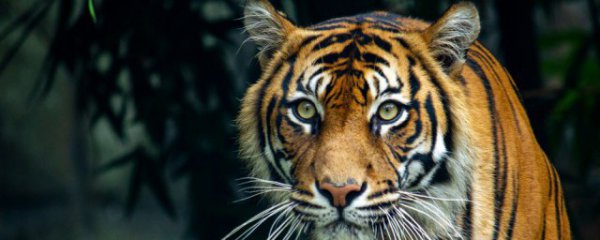 家里放老虎的摆件可以吗