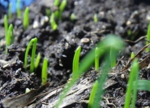 韭菜根移栽时间方法和注意事项