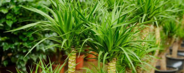 龙血树什么季节换盆合适