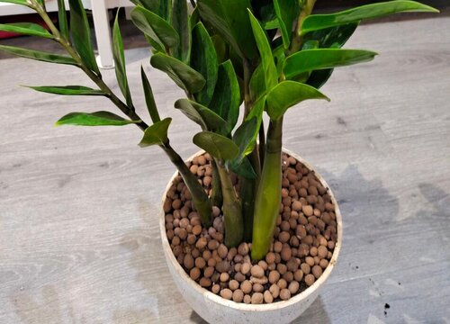 金钱树养护小技巧