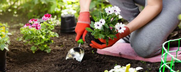 庭院花坛适合种什么花卉