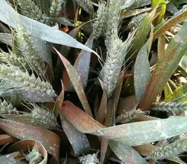 小麦叶锈病用什么药效果好