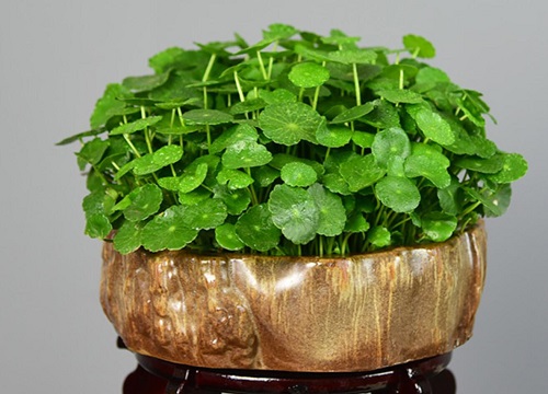 金钱草叶子发黄什么原因