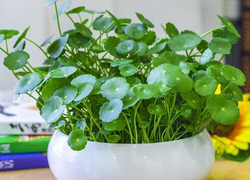 金钱草叶子发黄什么原因