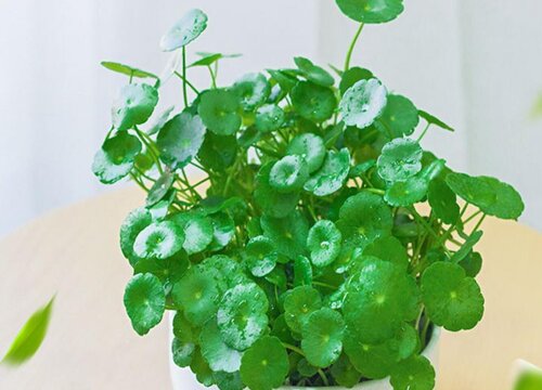 金钱草叶子发黄什么原因