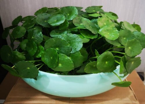 金钱草叶子发黄什么原因