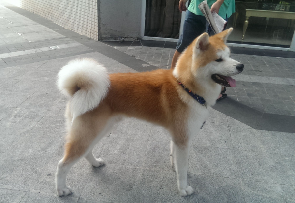 最忠诚的狗排名第一