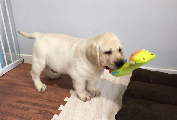 最忠诚的狗排名第一