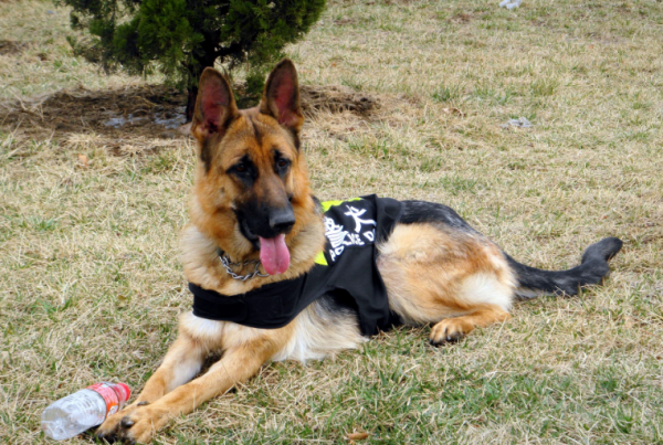 最忠诚的狗排名第一